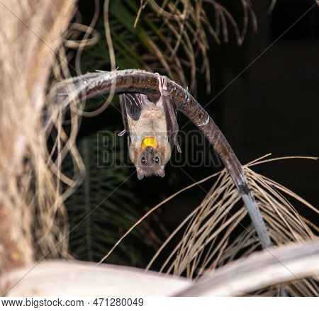 Bat - Nile Fruit Bat - Hanging On A Palm Tree With A Palm Fruit In Its Mouth