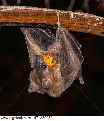 Bat - Nile Fruit Bat - Hangs On A Palm Tree And Eats Palm Fruits