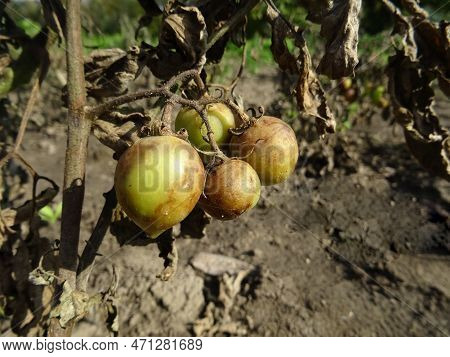 Tomatoes Infected With Phytophthora Infestans In Natural Conditions, Loss Of Tomato Harvest
