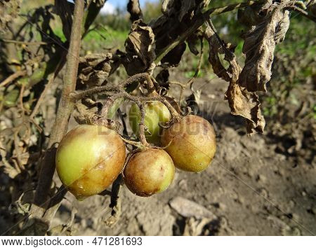 Tomatoes Infected With Phytophthora Infestans In Natural Conditions, Loss Of Tomato Harvest