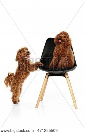 Two Cute Curly Red-brown Poodles, Liitle Dogs Posing Isolated Over White Studio Background. Pet Look