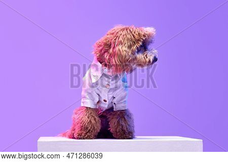 Portrait Of Charming Brown Poodle Dog Wearing Animal Clothes Sitting On Box Over Purple Background I