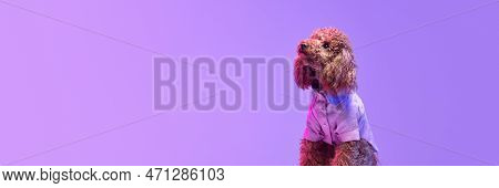 Portrait Of Charming Brown Poodle Dog Wearing Animal Clothes Posing Over Purple Background In Neon L