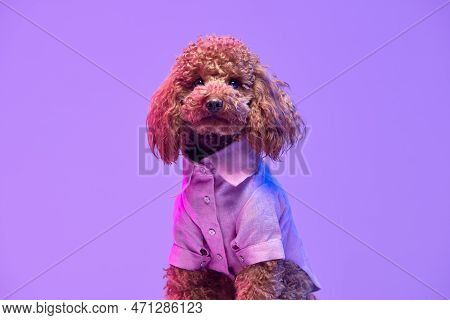 Portrait Of Charming Brown Poodle Dog Wearing Animal Clothes Posing Over Purple Background In Neon L