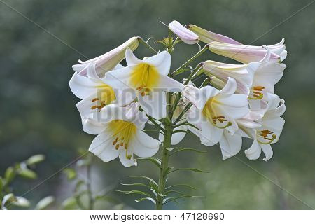 Haufen weiß-rosa Lilien