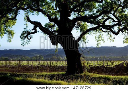 Sagoma albero flou con vinyard