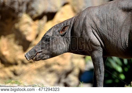 Rare Sulawest Babirusa Pig At Animal Reserve.