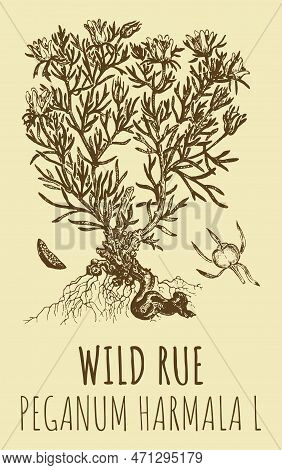 Drawings Of Wild Rue. Hand Drawn Illustration. Latin Name Peganum Harmala L.