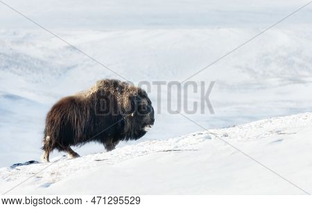 Close Up Of A Musk Ox In Dovrefjell Mountains In Winter, Norway.