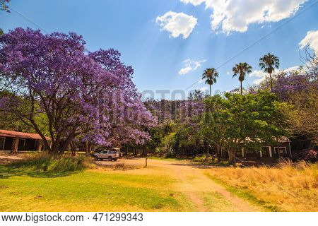 Beautiful Purple Flowers On The Tree. Waterberg Plateau National Park, Kalahari, Otjiwarongo, Namibi