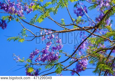 Beautiful Purple Flowers On The Tree. Waterberg Plateau National Park, Kalahari, Otjiwarongo, Namibi