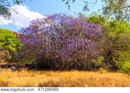 Beautiful Purple Flowers On The Tree. Waterberg Plateau National Park, Kalahari, Otjiwarongo, Namibi