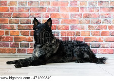 Mudi Shepherd In Front Of White Background Studio And Interior Photo
