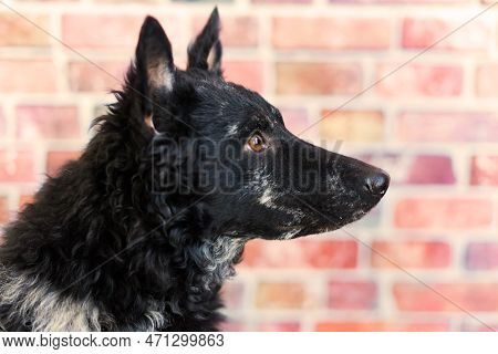 Mudi Shepherd In Front Of White Background Studio And Interior Photo