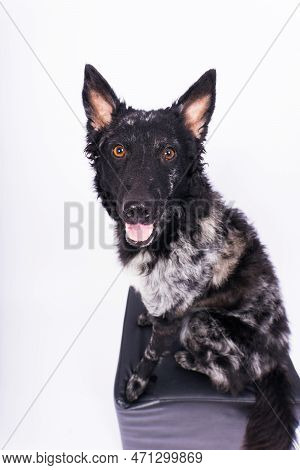 Mudi Shepherd In Front Of White Background Studio And Interior Photo