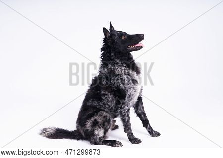 Mudi Shepherd In Front Of White Background Studio And Interior Photo