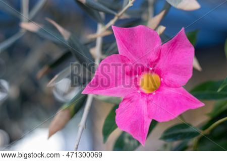 A Close-up Of The Beautiful Pink Flowers Of Mandevilla, Or Dipladenia Sanderi, A Blooming Flower.