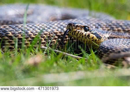 Close-up Of Blotched Snake Or Elaphe Sauromates Showing Its Tongue