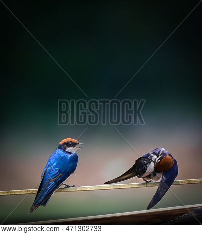 A Fairly, Colorful Swallow. Usually Easy To Identify With Its Long Forked Tail And Dark Rump.