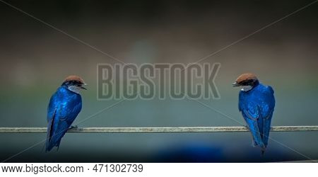 A Fairly, Colorful Swallow. Usually Easy To Identify With Its Long Forked Tail And Dark Rump