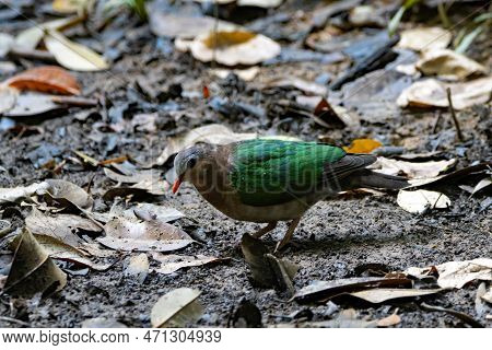 Asian Emerald Dove, Chalcophaps Indica, On A Forest Floor In Southeast Asia