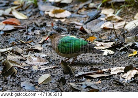 An Asian Emerald Dove, Chalcophaps Indica, On A Forest Floor In Southeast Asia.