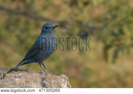 This Thrush Like Old World Flycatcher Bird