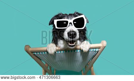 Dog Summer Going On Vacations Siting On A Beach Chair With Happy Expression Face Isolated On Blue Ba