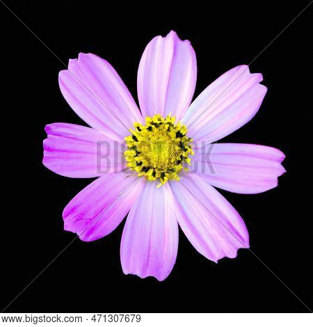 Pink Cosmea. Beautiful Cosmos Flower Isolated On Black Background. Cosmea, Also Known Garden Cosmos,