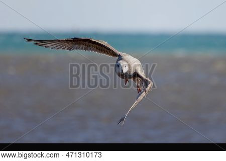 Young Herring Gull (larus Argentatus) In Flight