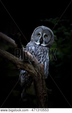 Barred Owl (also Bearded Owl, Strix Nebulosa) Sitting On A Branch In The Zoo Park In The City Chomut