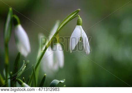 White Flower Of A Snowdrop (galantus) Growing In The Meadow In Early Spring, Close Up Shot, Dark Gre