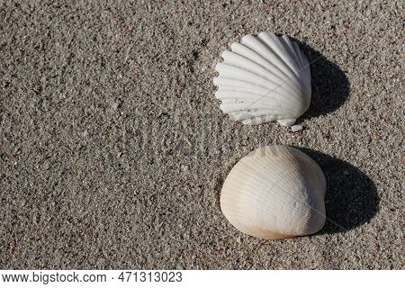 Closeup Of White And Beige Scallops On Golden Sandy Beach. Pilgrims Shell. Beautiful Conch. Summer V