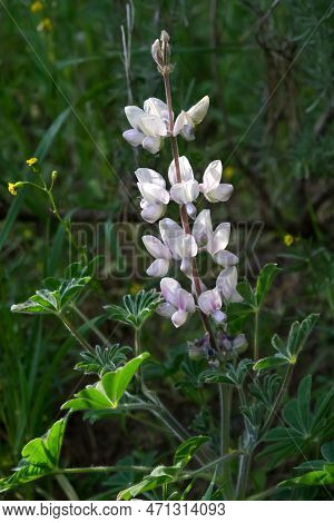 Blossom Of Wild Flower Palestinian Lupine (lupinus Palaestinus Boiss) On A Spring Meadow