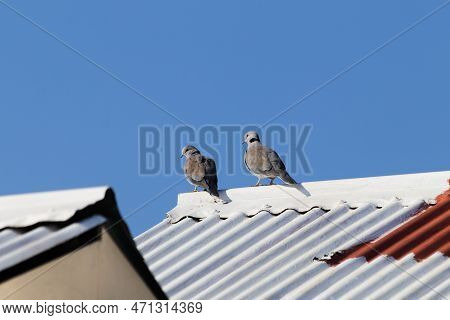 Cape Turtle Doves On White Rooftop (streptopelia Capicola)