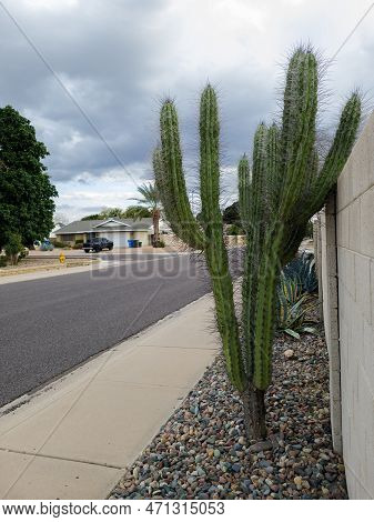 Xeriscaped Road Shoulder With Tree-like Appearance Of Stetsonia Coryne Also Known As  Argentine Toot