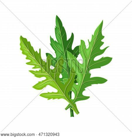 Arugula Ingredient Cartoon Vector Illustration Color Sign
