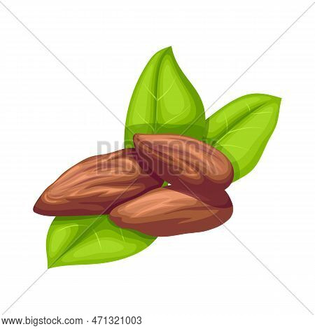 Shea Natural Butter Cartoon Vector Illustration Color Sign