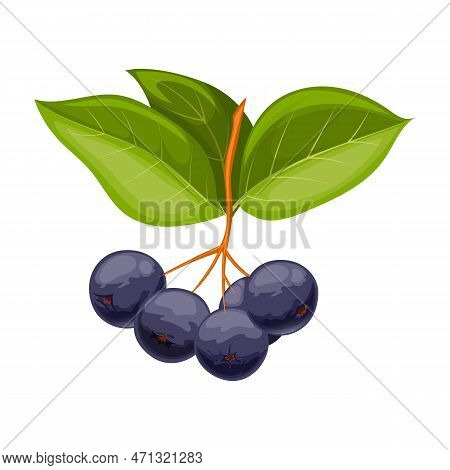 Chokeberry Food Berry Cartoon Vector Illustration Color Sign