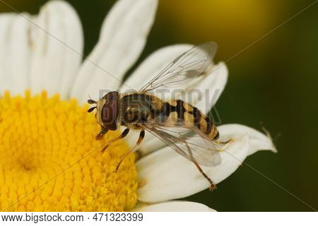 Natural Closeup Of A Migrant Hoverfly, Eupeodes Corollae, On A White Pretty Daisy Flower In The Gard