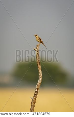 Paddyfield Pipit Or Oriental Pipit Or Anthus Rufulus Bird Perched At Tal Chhapar Sanctuary Churu Raj