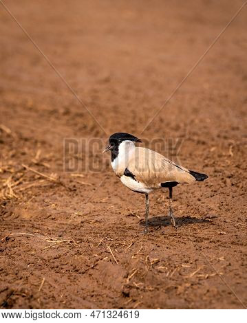 Near Threatned Bird River Lapwing Or Vanellus Duvaucelii Bird Closeup Or Portrait At Dhikala Zone Of