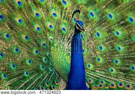 Extreme Closeup Indian Peafowl Or Male Peacock Or Pavo Cristatus Dancing With Full Colorful Wingspan