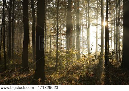 Autumn forest misty landscape Nature sunrise sun morning landscape Nature background Nature background Nature woods landscape trees Nature landscape Nature background Nature mist Nature landscape Nature landscape light Nature landscape Nature background.