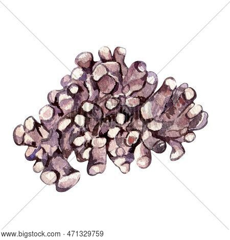 Red Sea Plant Watercolor Illustration Isolated On White Background.