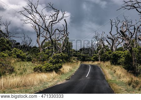 Dead Eucalyptus Trees In Great Otway National Park, Australia. La Nina Has Caused Storms And Floodin