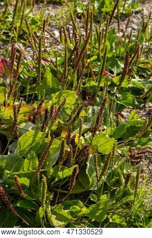 Medicinal Herbs For Phytotherapy. Greater Plantain Latin Name - Plantago Major, One Of The Most Abun