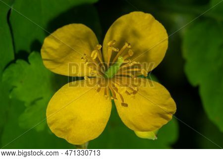 Greater Celandine, Yellow Wild Flowers, Close Up. Chelidonium Majus Is Poisonous, Flowering, Medicin