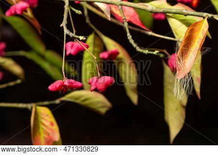 Euonymus Europaeus European Common Spindle Capsular Ripening Autumn Fruits, Red To Purple Or Pink Co
