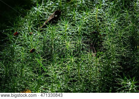 Detail Of The Moss Polytrichum Commune, Also Known As Plonik, Natural Background, Top View, Close-up